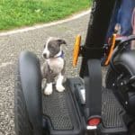 Hund auf dem Segway