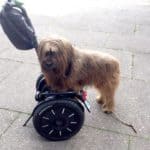 Hund will Segway fahren #dogfun
