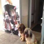 Hunde bewachen SEG-CITY